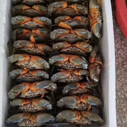 三门县 三门青蟹