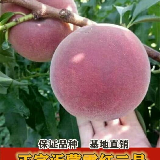 平邑县 冬桃树苗嫁接沂蒙霜红映霜红冬桃王桃树苗品种齐全