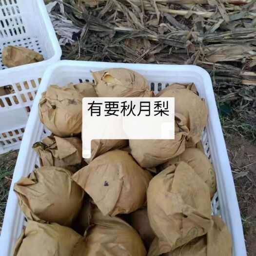 招远市秋月梨 90mm以上 450-500g