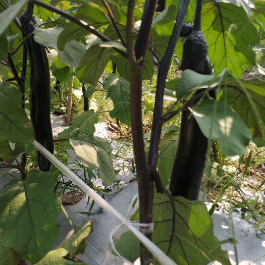 成都黑长茄 30~40cm 长茄