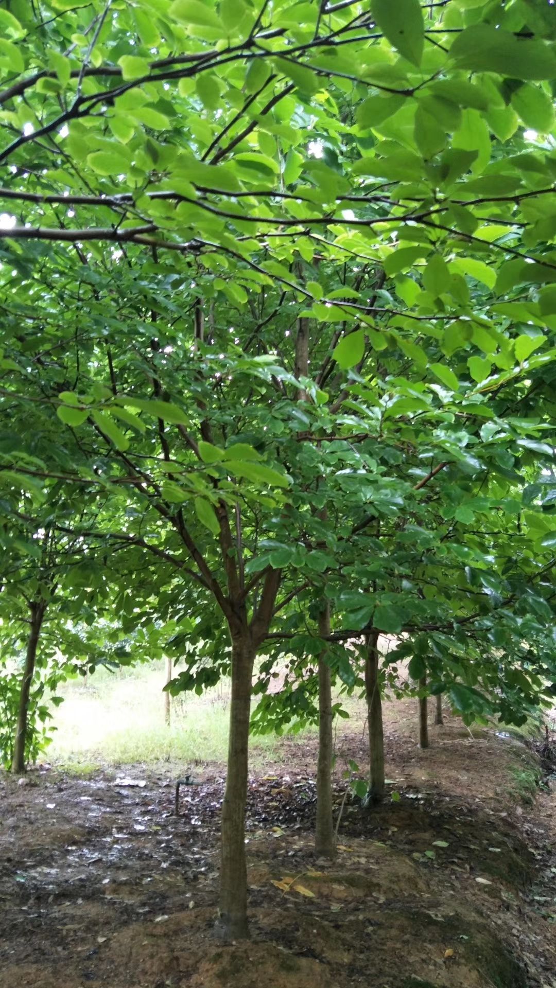  江西精品紫玉兰基地批发