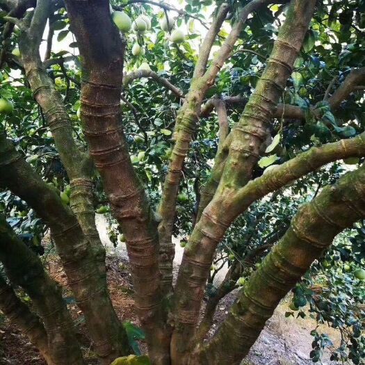 仙游县文旦柚 1.5斤以上