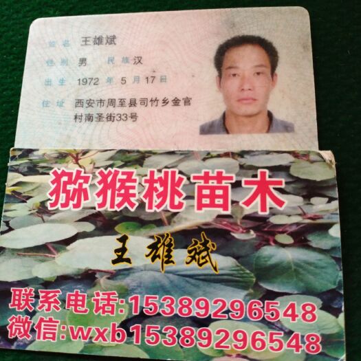 周至县红心猕猴桃苗 红心猕猴桃嫁接苗