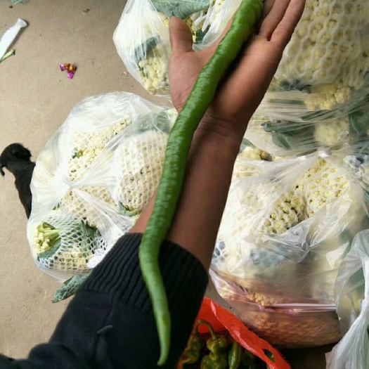砀山县 辣椒大量供应