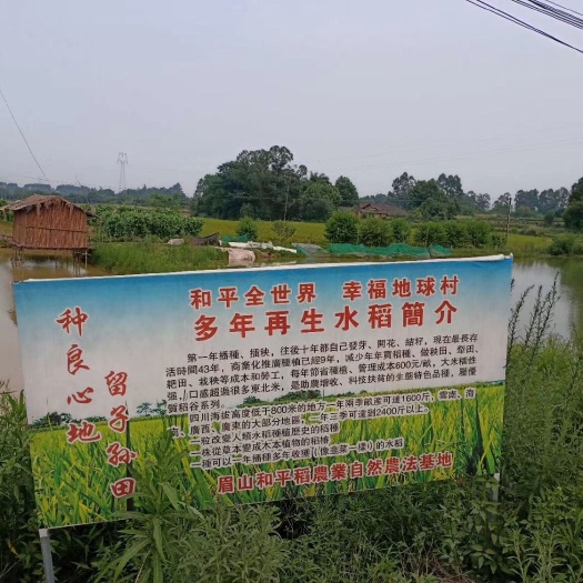 眉山有机富硒米 眉山市多年再生和平稻