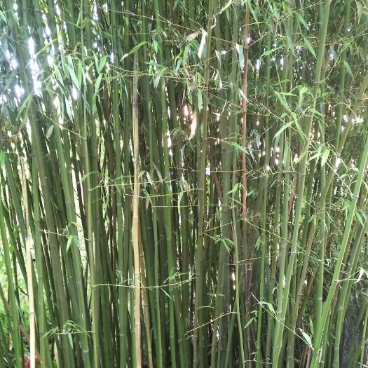 陆良县 竹子