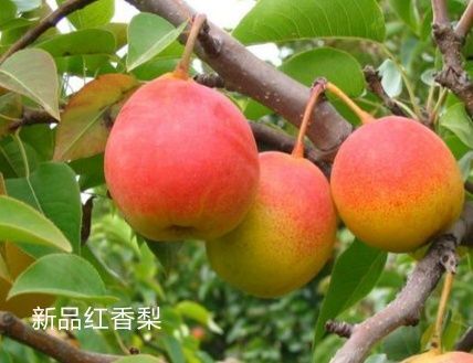 平邑县 红香梨树苗，早熟品种耐干旱适应性强，可实地考察，基地直销，