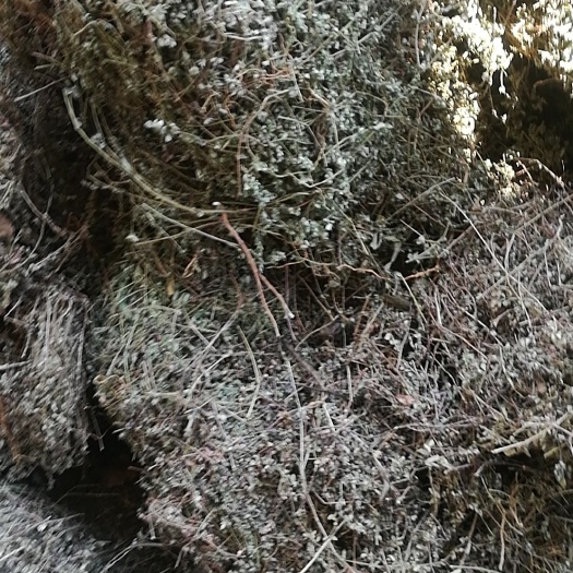 地锦草硬苗大货供应