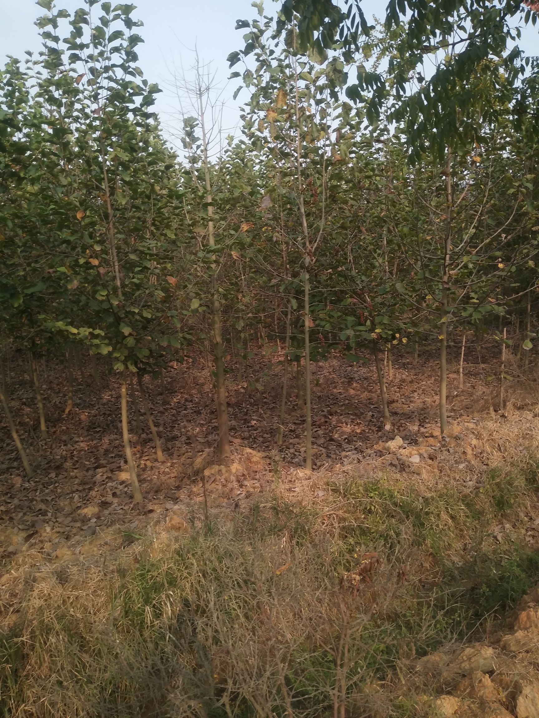  江西精品紫玉兰基地批发