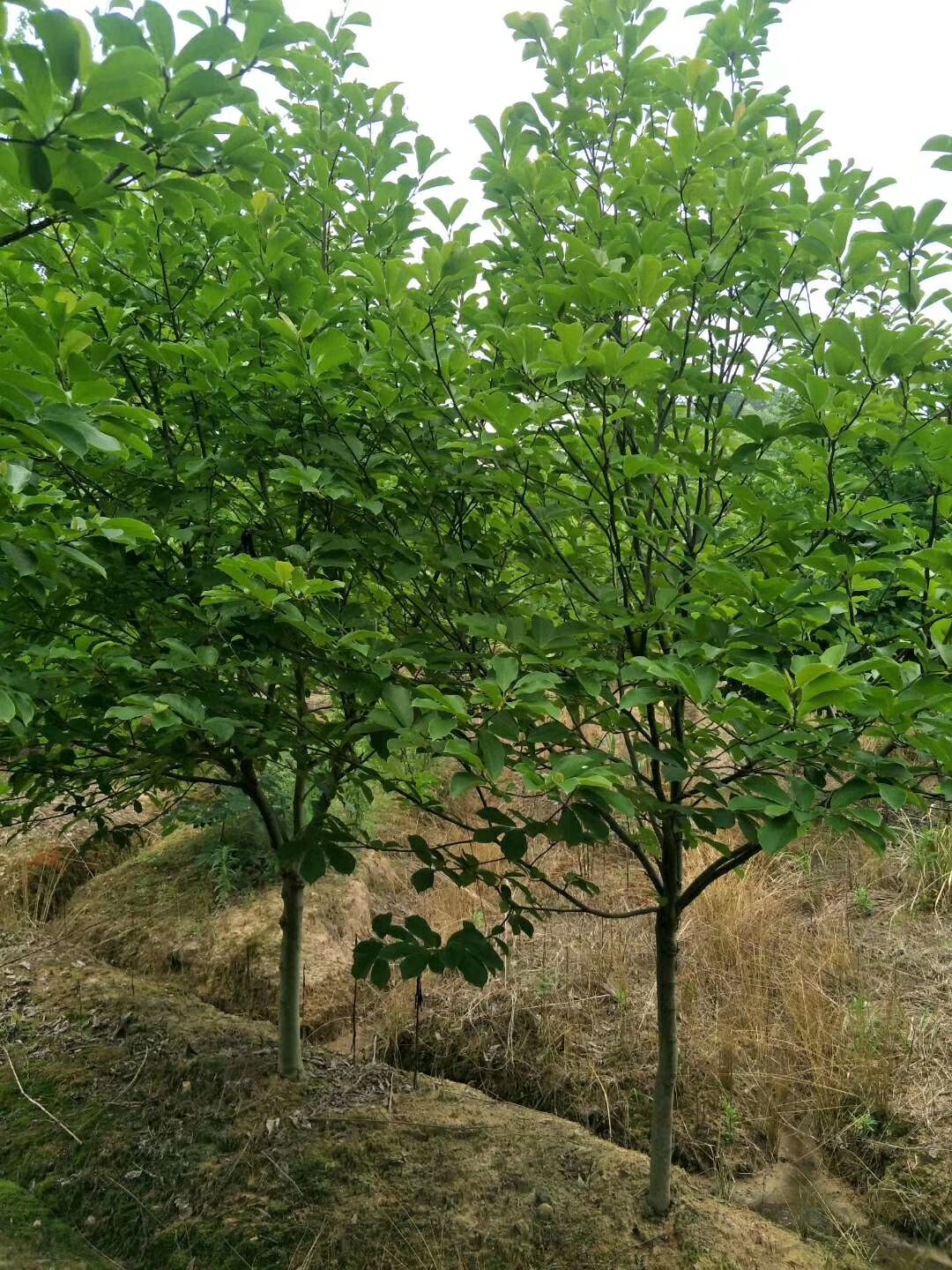  江西精品紫玉兰基地批发