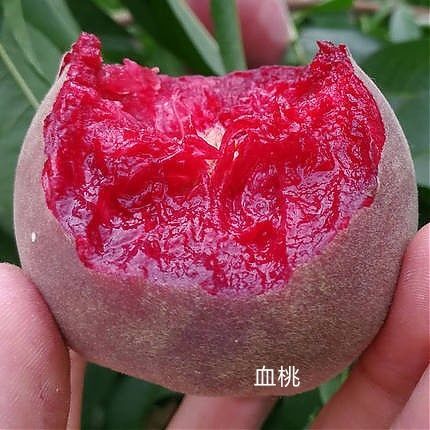 平邑县 中华血桃苗，早熟品种耐储存。适应性广自家育苗，现挖现卖保活