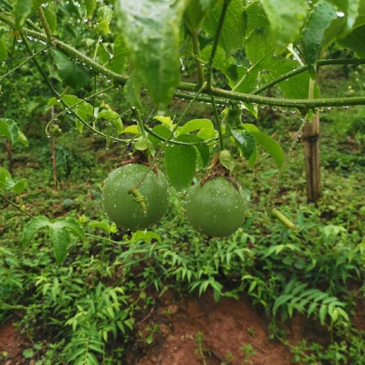 芒市 自产百香果