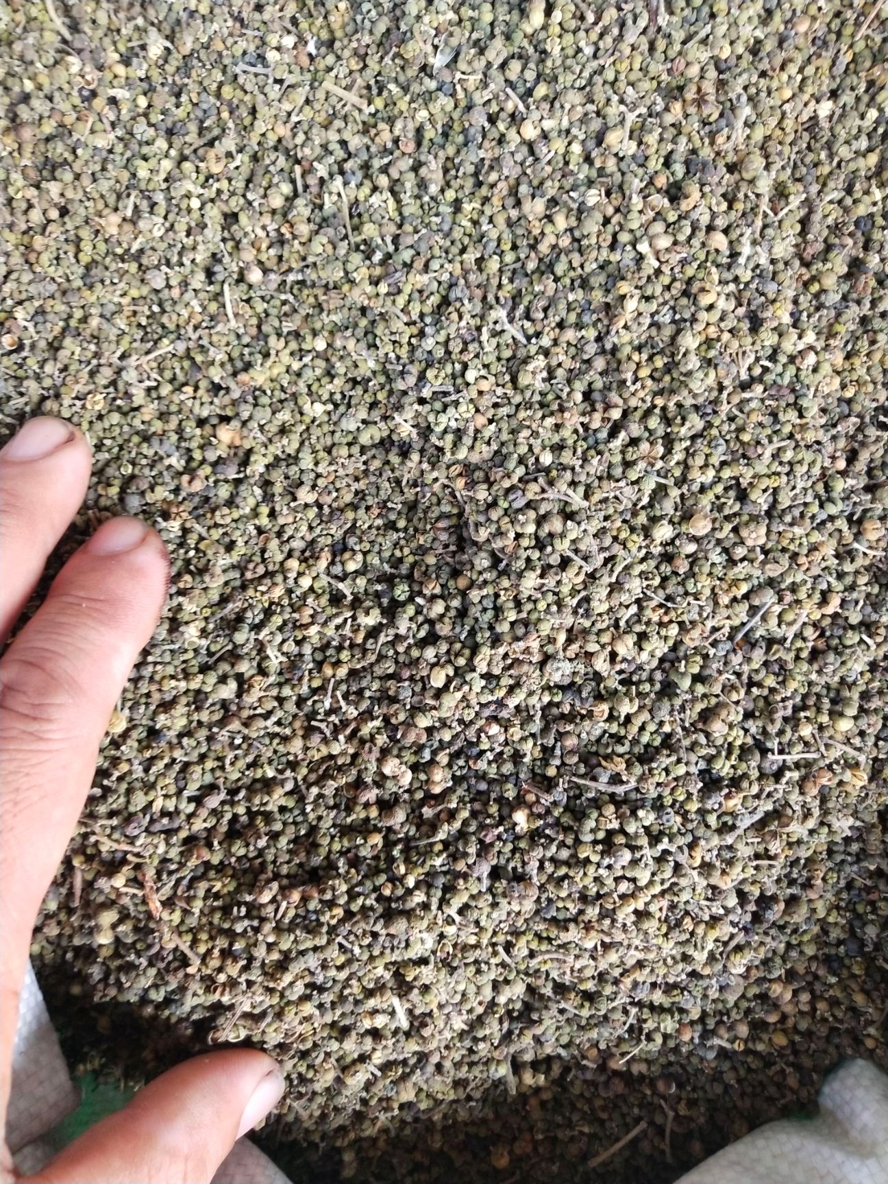 吴茱萸  正品新货 （大中小花）规格齐 一公斤起包邮