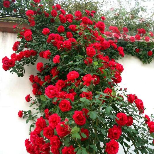 平邑县 蔷薇爬藤苗，花艳清香南北种植，盆栽也可，庭院观赏，易成活