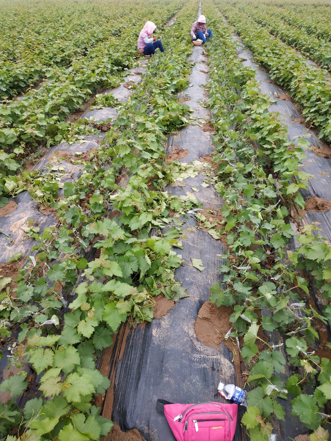 阳光玫瑰葡萄苗 嫁接苗 1级苗 包品种 包技术 死苗免费补发