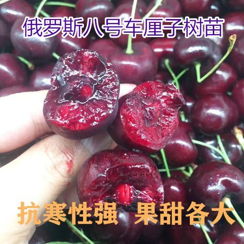 平邑县甜樱桃苗 俄罗斯八号车厘子樱桃  抗寒性强 果甜各大