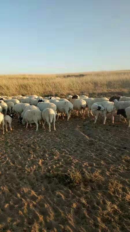 东苏旗 锡林浩特苏尼特羊   草场散养