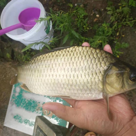 成都 鲫鱼 先科巨鲫 湘云鲫 良种杂交鲫鱼 包运输下塘