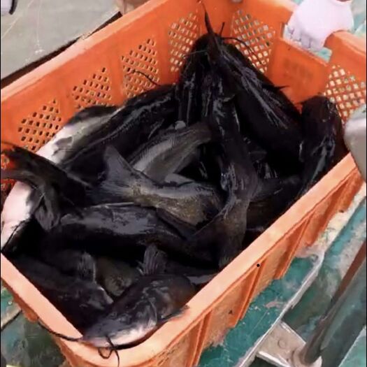 盐城 盐城大丰各种规格叉尾鮰鱼