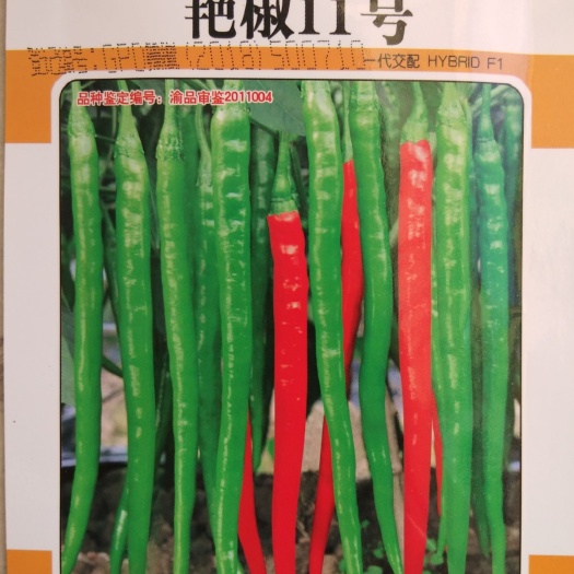 绵阳辣椒种子 线椒种子 深绿色线椒种子 抗病