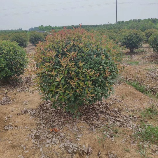  苗圃出售各种规红叶石楠球 冠幅饱满
