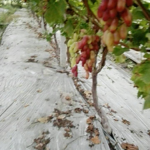 眉山阳光玫瑰葡萄苗 出售阳光玫瑰，金手指，意美人，黑吧拉多等葡萄树品种