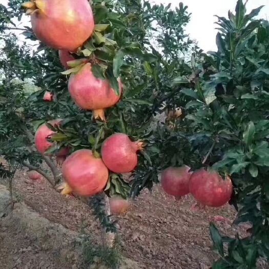 荥阳市 荥阳河阴突尼斯软子石榴  不包邮