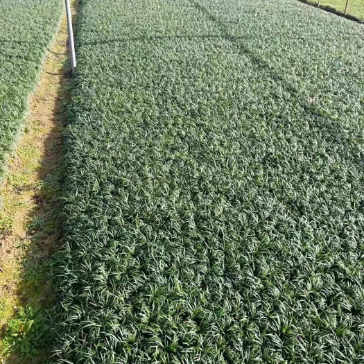 郴州 还有

各类球型，小苗，桂花，香樟，玉龙草等长起都可以出售