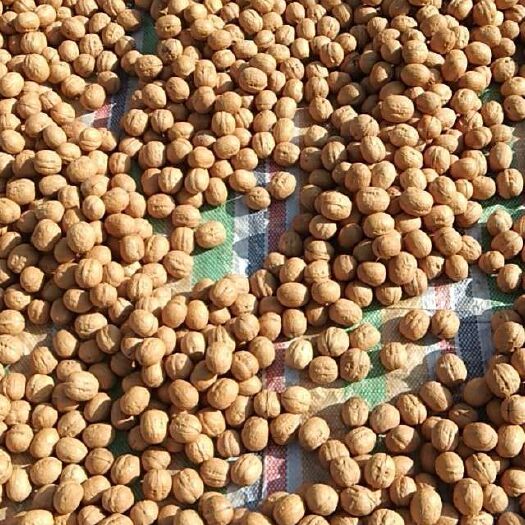 阿拉尔市 新疆剥皮核桃，185/新2两种剥皮核桃