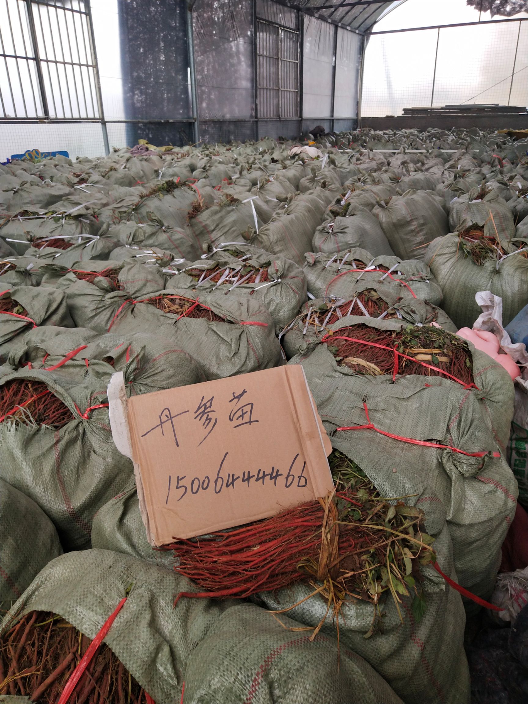 改良紫花丹参种苗 白花丹参种苗基地直供