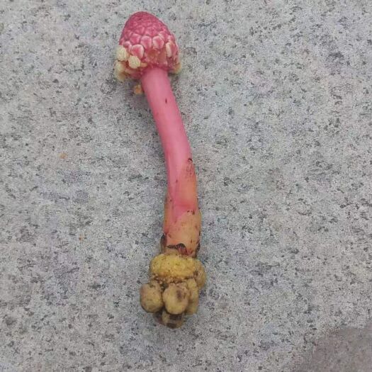 保康县蛇菰
