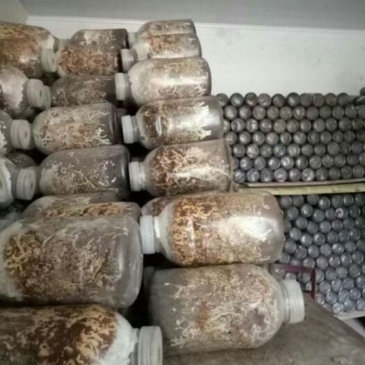 金寨县天麻蜜环菌种 天麻密环菌种，瓶装木段栽培种