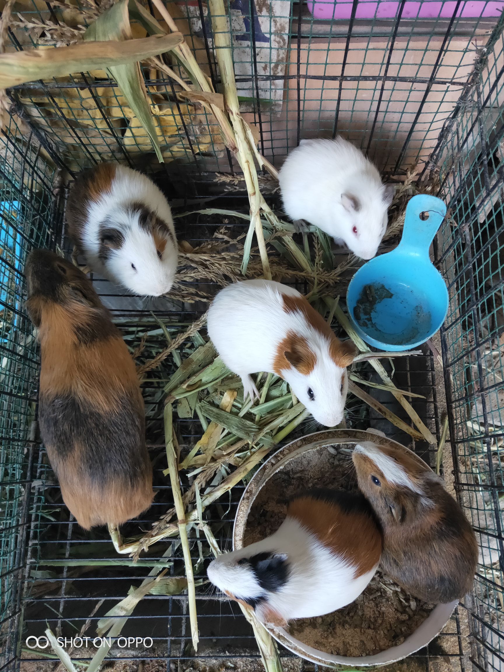 荷兰鼠 商品荷兰猪1斤左右种公一斤半的。试验鼠。酒楼。宠物猪