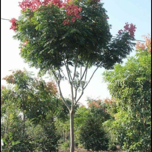 随州秋花栾树