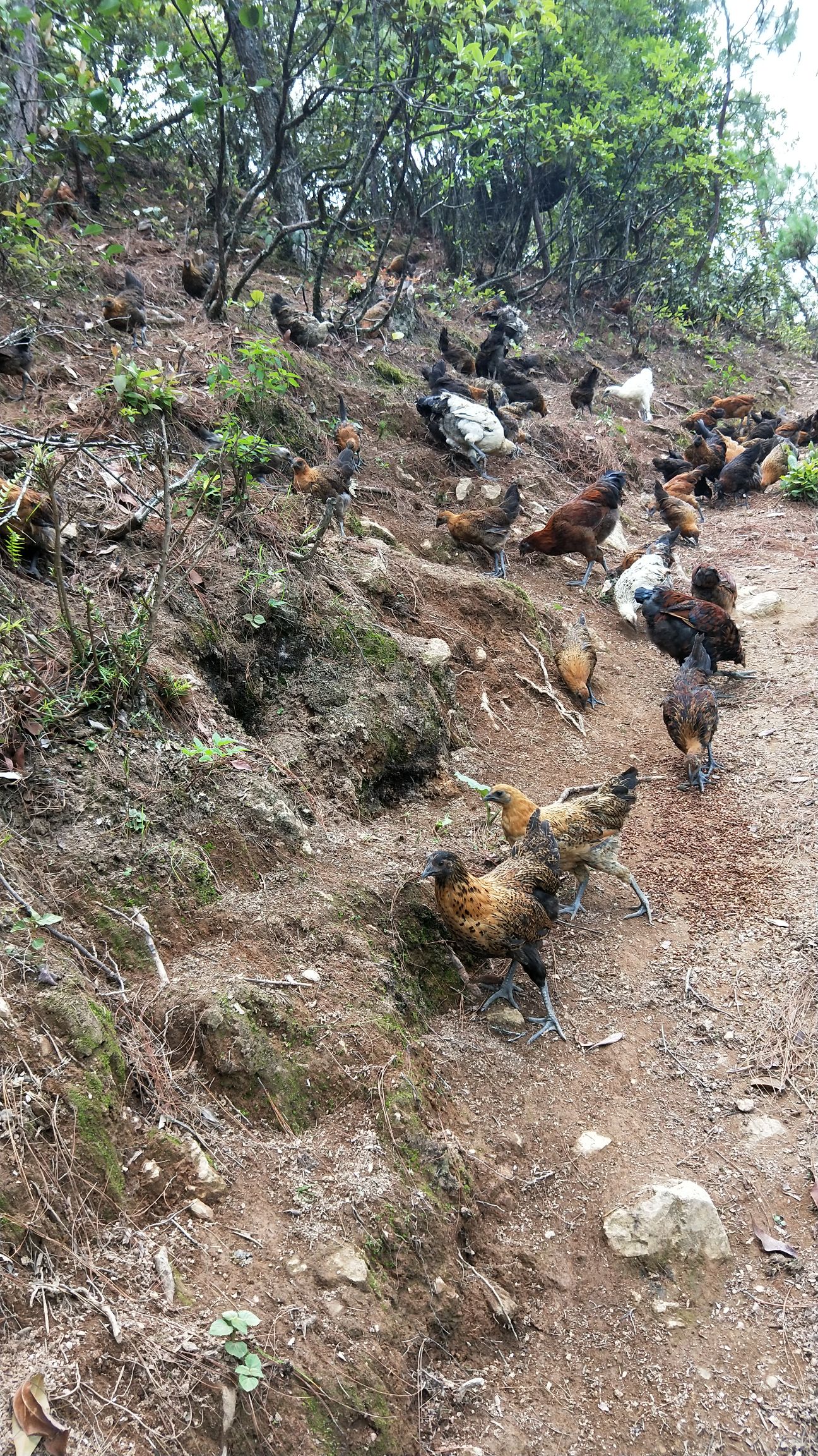 品種名:烏骨土雞 用途:肉用 單隻重:3-4斤 都是山林