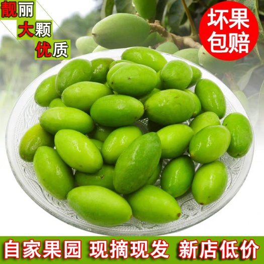 合江县青榄 10g以上