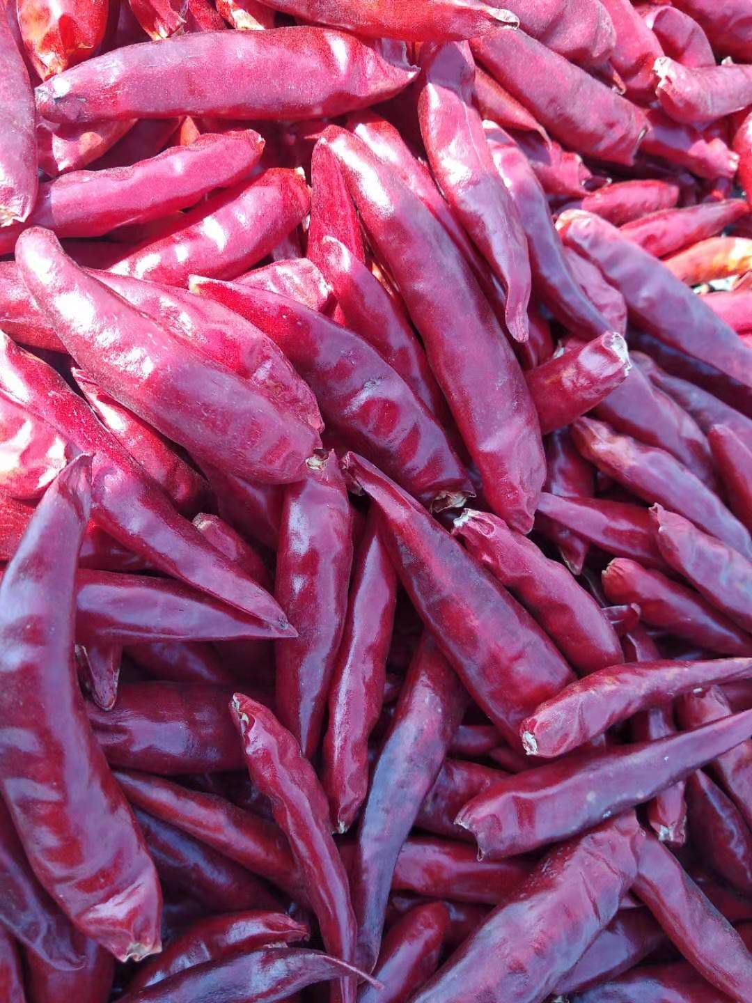 朝天椒干辣椒