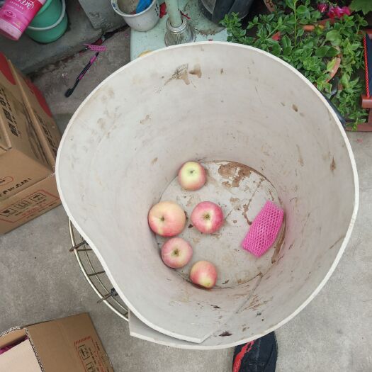 栖霞市红将军苹果 烟台栖霞红将军