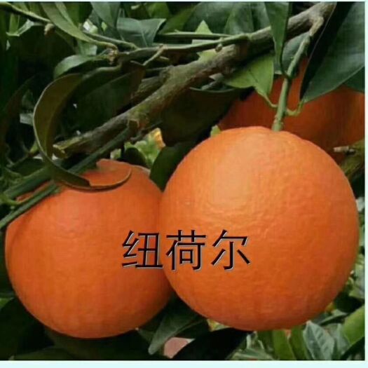 巴东县纽荷尔脐橙皮薄肉厚，香甜画渣，不催熟不打蜡现摘现发。