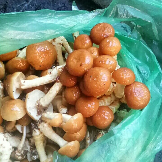 绥棱县滑子菇 人工种植 鲜货