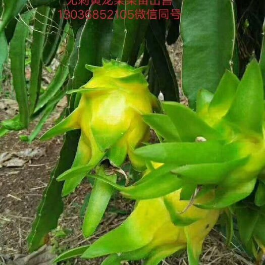 隆安县黄龙果苗 产量高回本快。