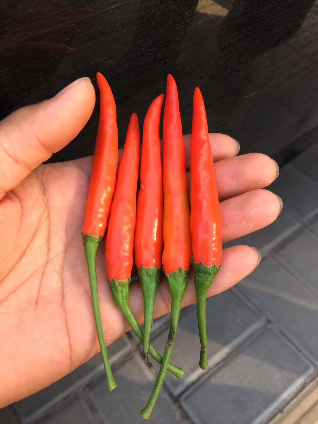 辣椒种子朝天椒种子大果型高辣果长9公分到11公分