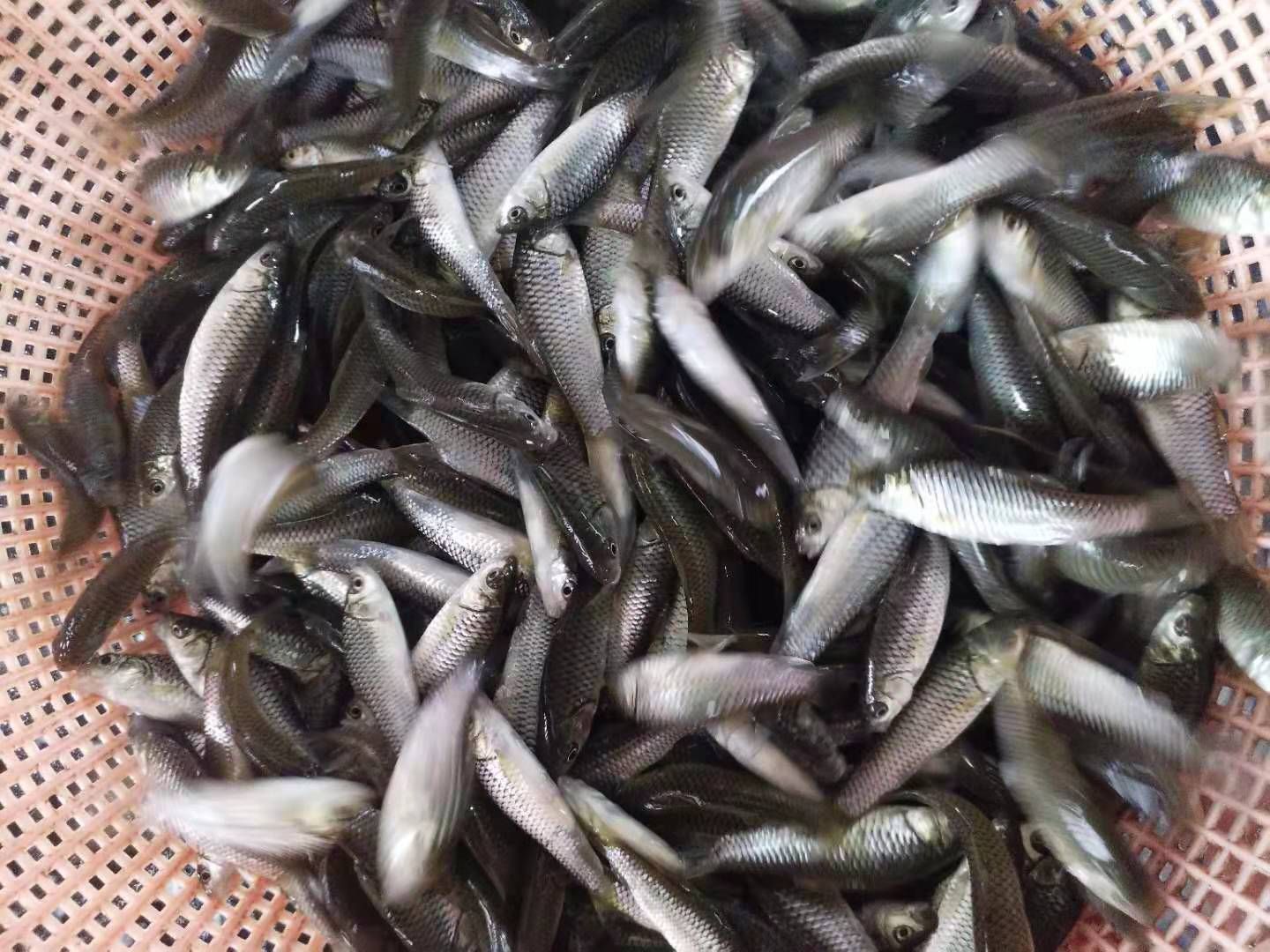 【中華倒刺䰾魚苗批發】中華倒刺䰾魚苗 價格0.