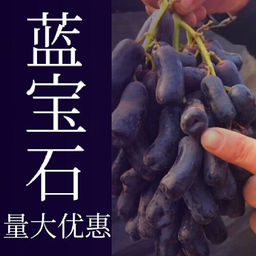平邑县 蓝宝石葡萄苗量大优惠无核葡萄一年苗两年苗三年苗小苗大苗葡萄苗