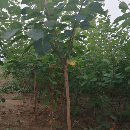 新乐市普通黄栌 2-----3公分黄芦
