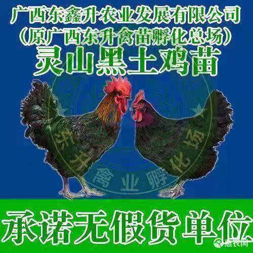 南宁 黑鸡苗～～～承诺无假货单位