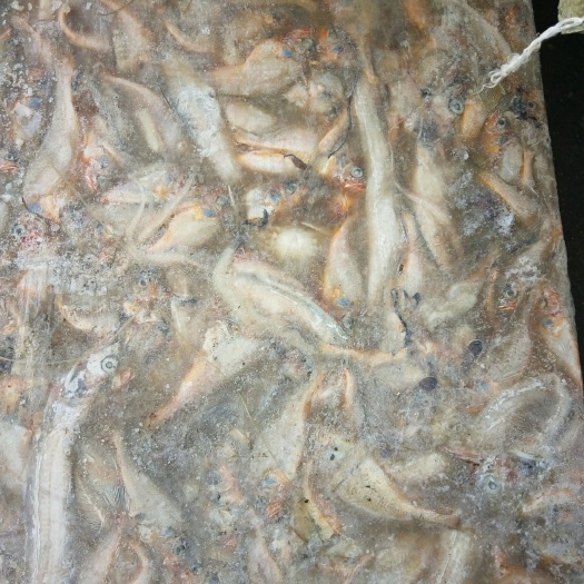 威海带杂鱼小黄花鱼 饲料鱼