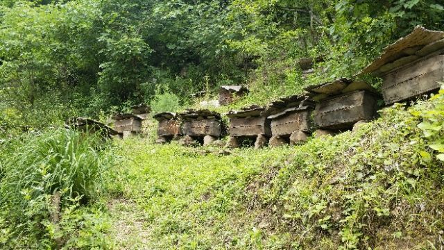 略阳县 天然土蜂蜜 山区放养 传统养殖