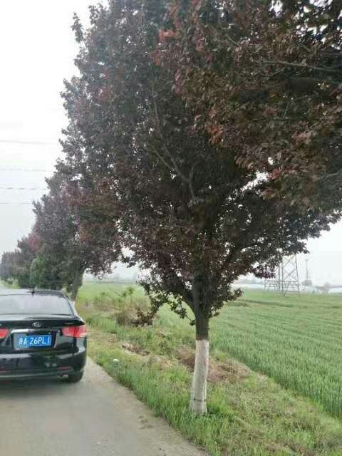  红叶李