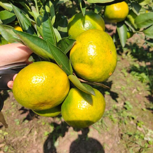 资阳清香蜜桔 5.5 - 6cm 3两以上